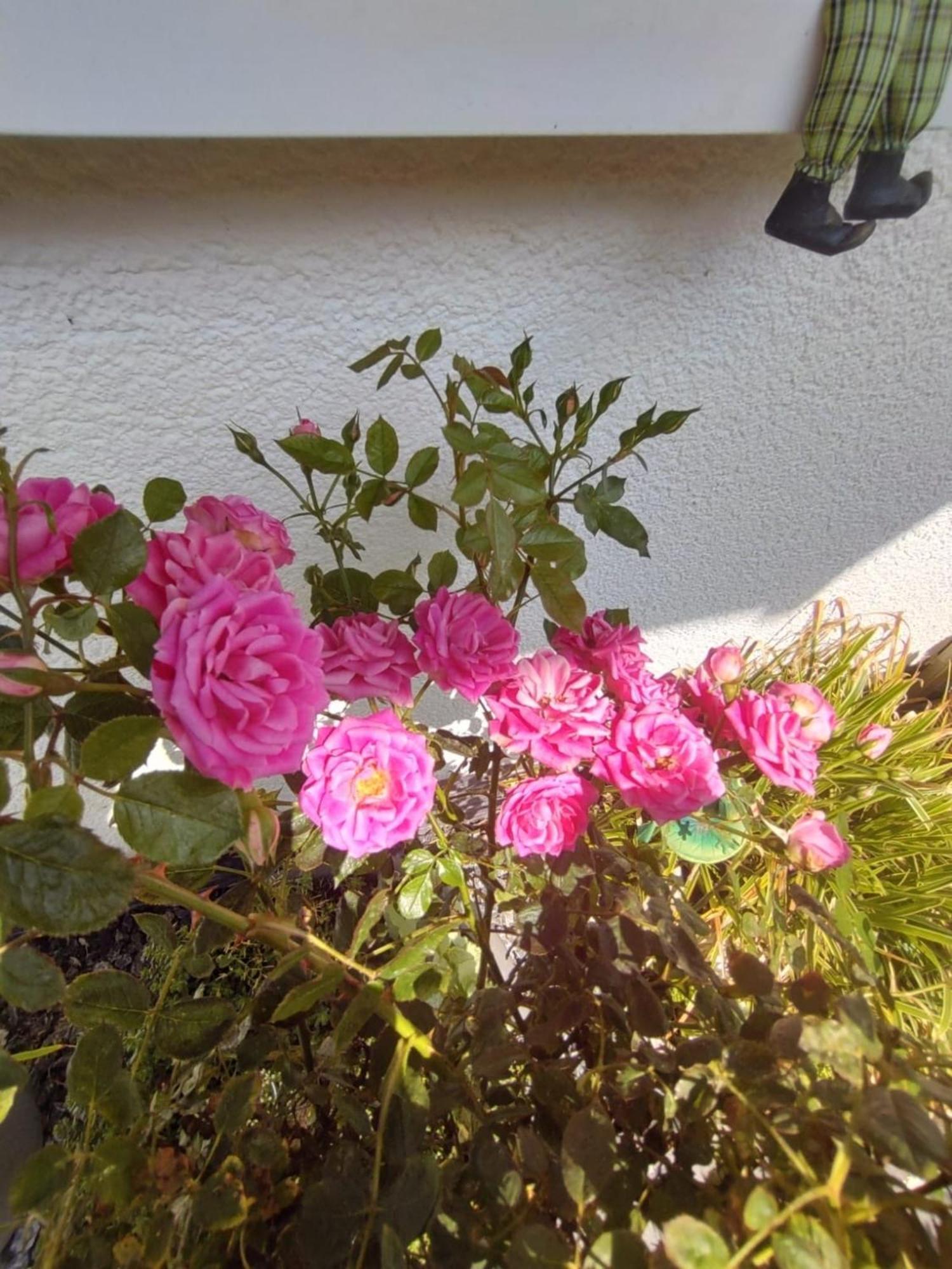 Ferienwohnung Rosa Horn-Bad Meinberg Ngoại thất bức ảnh